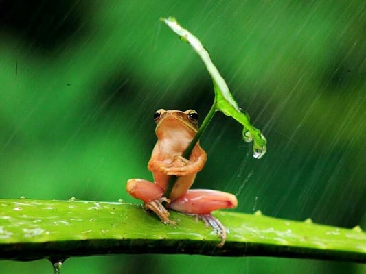 Imagem de sapo na chuva segurando folha